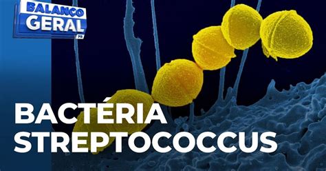 Bacteria Streptococcus Cascavel