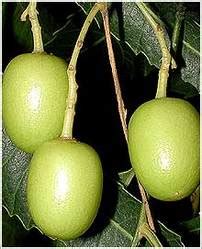 Azadirachta Indica Leaves - Azadirachta Indica Oil And Azadirachta ...