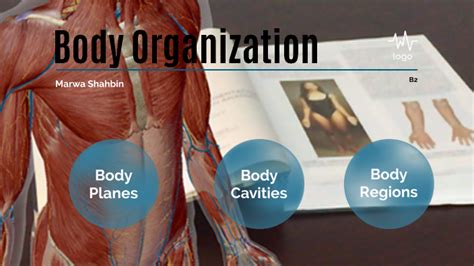 Body Organization Anatomy And Phys By Marwa Shahbin On Prezi