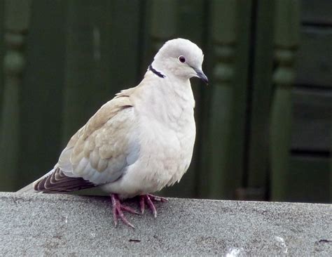 Dove - Doves Photo (32938407) - Fanpop