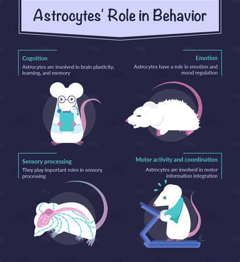 Astrocytes Function: Role of astrocytes in animal behavior - Maze Engineers