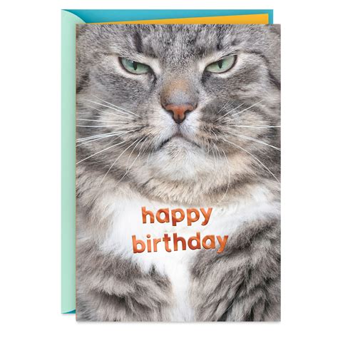 Grumpy Cat Funny Birthday Card - Greeting Cards | Hallmark