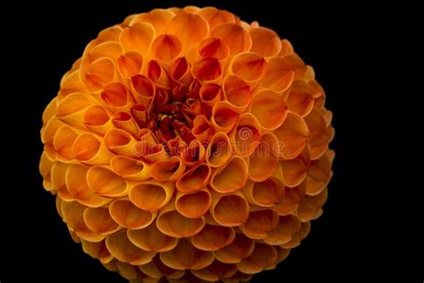 Orange Pompom Dahlia Blooming Immagine Stock Immagine Di Flora Nave