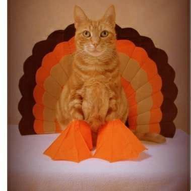 Pin By Marianne Hilgenberg On Thanksgiving Try Not To Laugh Cats