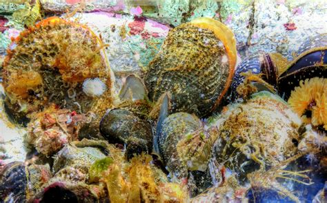 clamclamsaquariumbivalve molluscsmolluscs  image  needpixcom