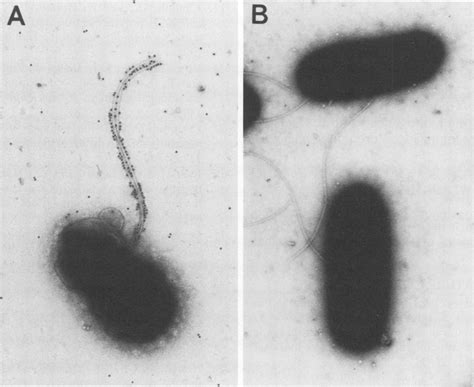 Immunogold labeling of flagella after incubation of E. coli 0157:H7 (A ...