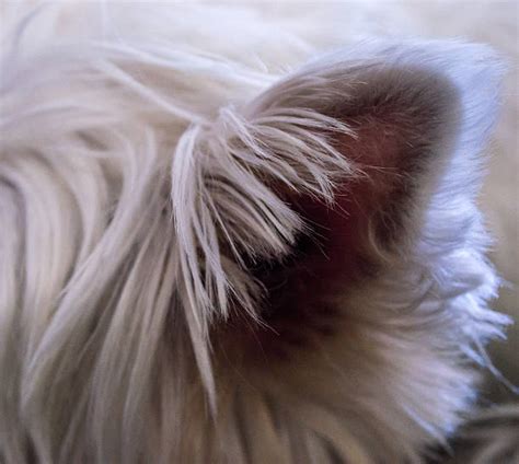 Dog Ear Anatomy Stock Photos, Pictures & Royalty-Free Images - iStock