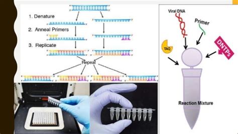 Real Time Pcr Practical Training