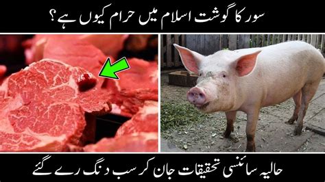 Suar Ka Ghost Kyun Haram Hai Science Research On Pig Meet Fts