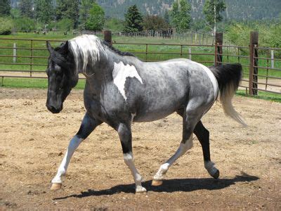 Heza Blue Tom Cat is the only Blue Roan Tobiano Paint Stallion in ...