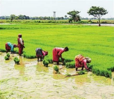 Paddy Procurement By Govt Rises 10 So Far