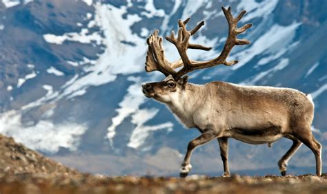 These Reindeer Survived Isolated For 7000 Years — But Will They