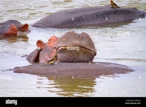 Hippo Hippopotamus Amphibius Duerme En El Agua Parque Nacional De