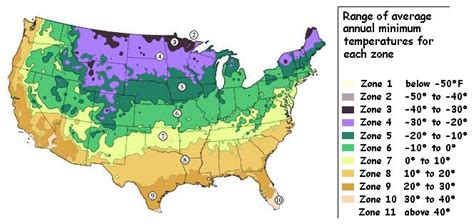 Hardiness Zones Bamboo Plants Hq