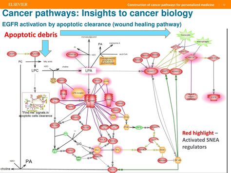 Ppt Construction Of Cancer Pathways For Personalized Medicine