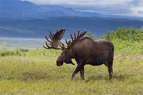 A Large Bull Moose Stands Among Willows On The Tundra North Of The