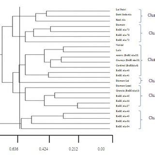 Dendrogram Illustrating The Phylogenetic Relationship Among Potato