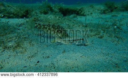 Grey Wrasse Symphodus Image Photo Free Trial Bigstock