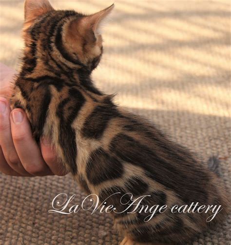 Bengal Kitten Breeders Near Me Online Danzhaocc