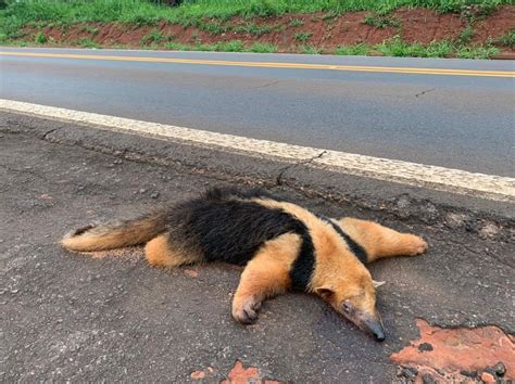 Tamandu Mirim Morre Atropelado Na Rodovia Ol Mpio Ferreira Da Silva