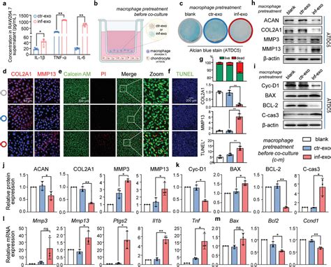 Inflammatory Fibroblast‐like Synoviocyte‐derived Exosomes Aggravate