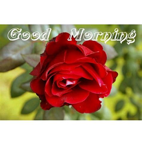 Good Morning Lovelies Have A Great Day Good Morning Roses Rose