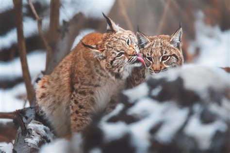 Eurasian Lynx Wallpaper