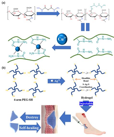 Dynamic Crosslinking Hydrogel Dressings Encyclopedia MDPI