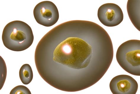 What is the Relationship Between the Nucleus and Cytoplasm?