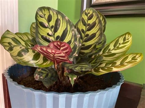 Calathea Makoyana Care The Ultimate Guide