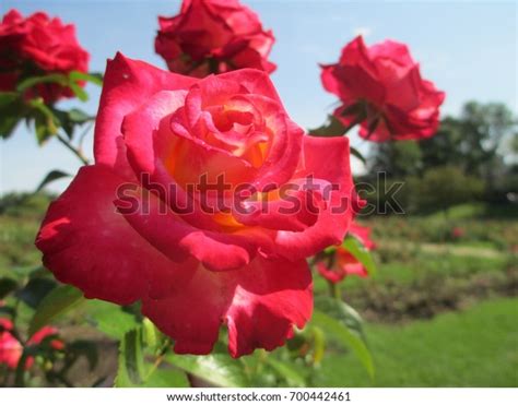 Lake Harriet Rose Garden Stock Photo 700442461 | Shutterstock