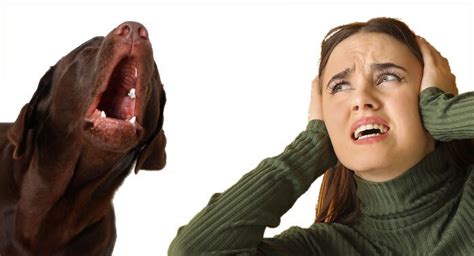 Why Do Dogs Bark Understanding How Your Dog Talks