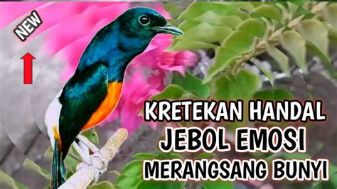 Kretekan Murai Batu Memancing Emosi Murai Malas Langsung Bunyi