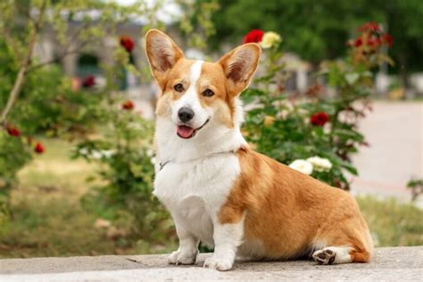 Corgi Names: 500+ Cute, Royal & Funny Names | My Pet's Name