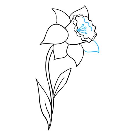 Daffodil Line Drawing Then within the shape draw another wavy curved ...