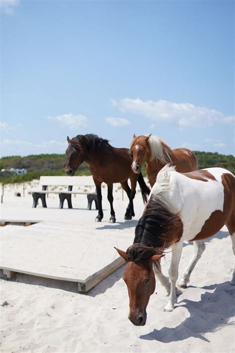 Visiting the Wild Horses of Assateague Island - Travel Shark