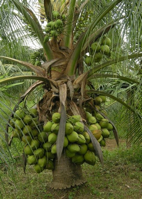 Full Sun Exposure Hybrid Coconut Plant For Fruits At Unit In