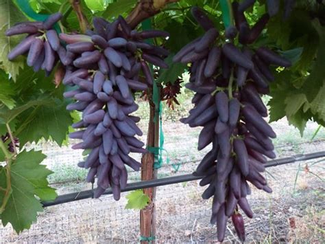 Witch Finger Grapes Fruit Plants Grapes Food Garden