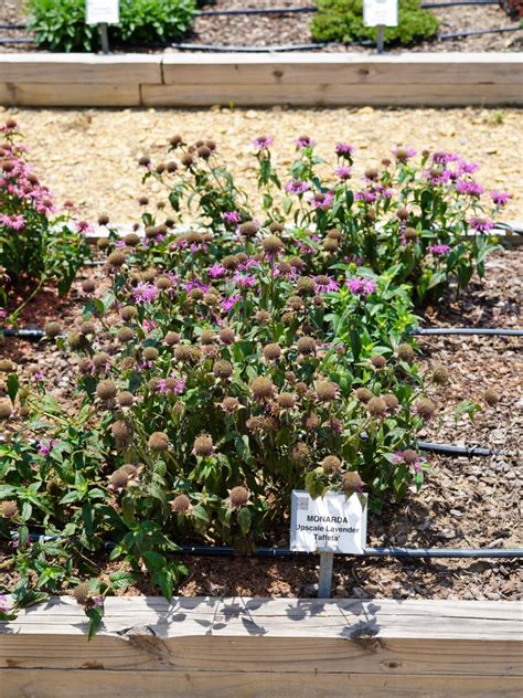 MONARDA Upscale Lavender Taffeta Truck Crops Trial Garden