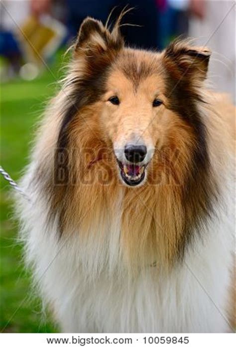 Portrait Sable White Image & Photo (Free Trial) | Bigstock