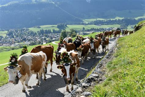 Discover L Etivaz Aop Cheese Switzerland Tourism