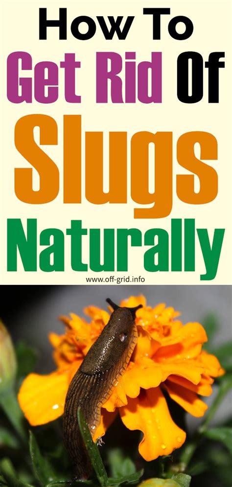 How To Get Rid Of Slugs Naturally Off Grid