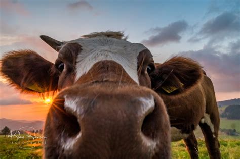 Glückliche Kühe Fotografie Klaus Hansen