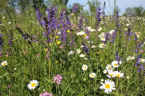 Flower Meadow Flowers Free Photo On Pixabay