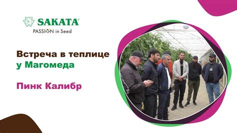 Встреча в теплице у Магомеда. Розовый томат ПИНК КАЛИБР. #семенатоматов ...