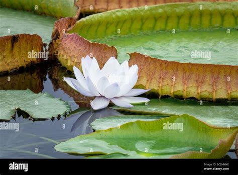 beautiful white water lily in the garden pond Stock Photo - Alamy