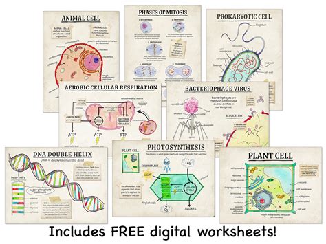 Biology Classroom Posters