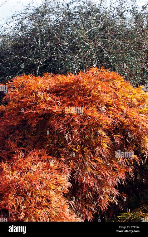 Acer Palmatum Dissectum Herbstlaub Fotos Und Bildmaterial In Hoher