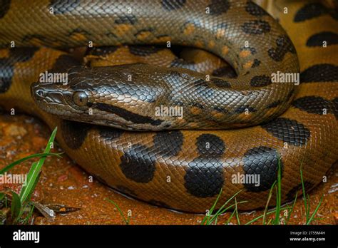 Green Anaconda Eunectes Murinus Guyane Française Stock Photo Alamy