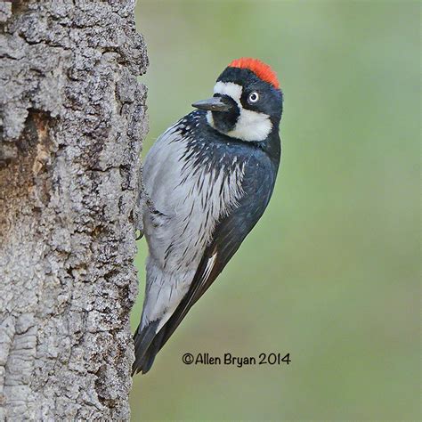 Acorn Woodpecker | VisitingNature